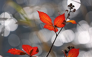 focus photography of red leaf plant
